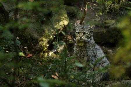 Wild Cat, Felis silvestris, animal in the nature tree forest habitat, hidden in the tree trunk, Central Europeの写真素材