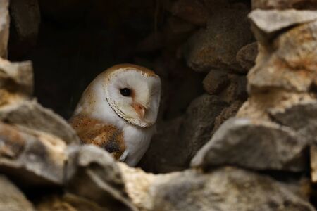 Light colloured Barn owl - Tyto alba - Looking Out of a Hole in a Stone Wallの写真素材