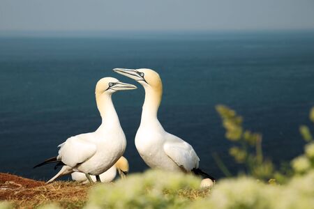 Two northern gannet performing dance  in breeding colony at Helgoland island, Germany (Morus...