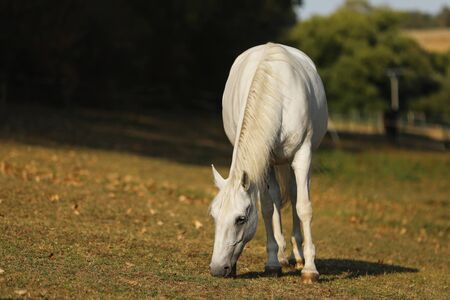 The Lipizzan, or Lipizzaner is a breed of horse originating in Lipica in Slovenia. Mare on meadow in late summer day.の写真素材
