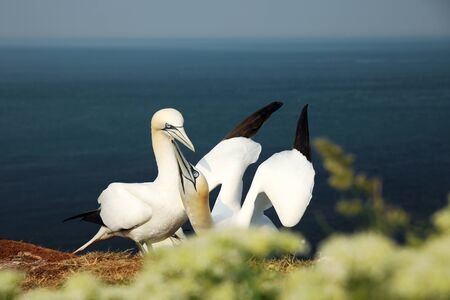 Gannets perform a Gannet dance when their mate returns from sea. Morus bassanus. Wildlife scene from nature. の写真素材