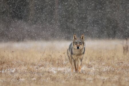 Wolf from Finland. Gray wolf, Canis lupus, in the early winter, on the meadow near forest. Wolf in the nature habitat. Wolf looking on preyの写真素材