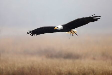 The American Bald Eagle is a symbol of power, strength, freedom and wilderness in America. Haliaeetus leucocephalusの写真素材