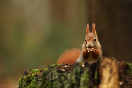 Cute red squirrel sit on stump iin autumn orange scene with nice deciduous forest in the background....
