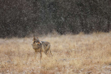 Gray wolf (Canis lupus) in taiga in snowy winter day. Animal in nature habitat. Wolf berofe hunting