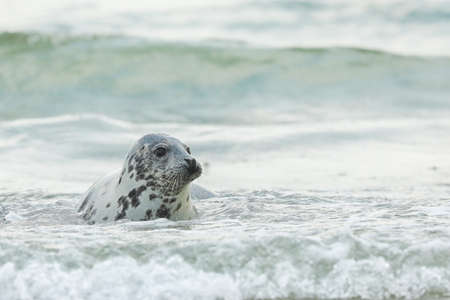 Young Atlantic Grey Seal, Halichoerus grypus, portrait in the water, animal swimming in the ocean waves, Germanyの写真素材