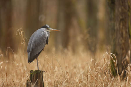 Grey Heron, Ardea cinerea, bird sitting in the stump, animal in the nature habitatの写真素材