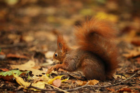 The red squirrel or Eurasian red sguirrel, Sciurus vulgaris, sitting in the scandinavian forest. Squirrel in a typical environment.の写真素材