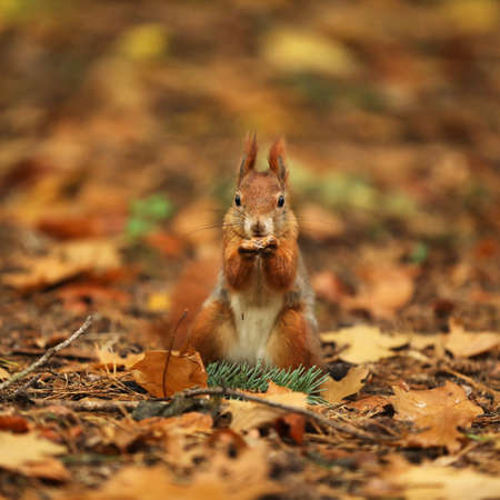 The red squirrel or Eurasian red sguirrel, Sciurus vulgaris, sitting in the scandinavian forest....
