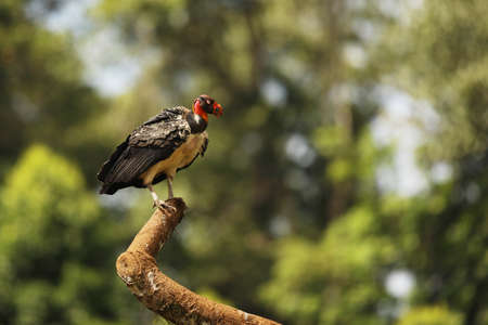 King Vulture (Sarcoramphus Papa) on a Branch, San Pedrillo, Corcovado, Costa Rica.King Vulture, is the most strikingly colored bird in vulture familyの写真素材