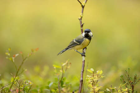 Great tit, Parus major, bird with yellow tummy, white cheeks and black stripes, black eyes and beak, standing on branch in forestの写真素材