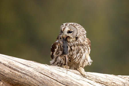Tawny owl in the forest with mouse in the beak. Brown owl (Strix aluco) sitting on tree in the forest habitat with catch. Beautiful bird in the forest.の写真素材