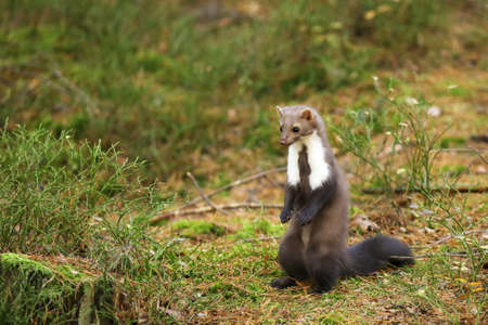 Beech marten, small opportunistic predator in nature habitat. Stone marten, Martes foina, in typical european forest enviroment. Czech republic.の写真素材