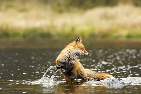 Red fox (Vulpes vulpes) catching fish in pond. Action scene in nature environment.の写真素材