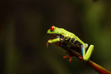 Red eyed tree frog on flower at border of Panama and Costa Rica in the tropical rainforest, cute...