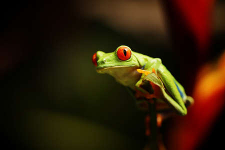 Red eyed tree frog on flower at border of Panama and Costa Rica in the tropical rainforest, cute night animal with vivid colors and big eye, agalychnis callidryasの写真素材