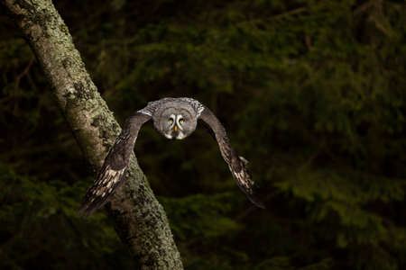 Great Grey Owl or Lapland Owl lat. Strix nebulosa fly through forest towards evening