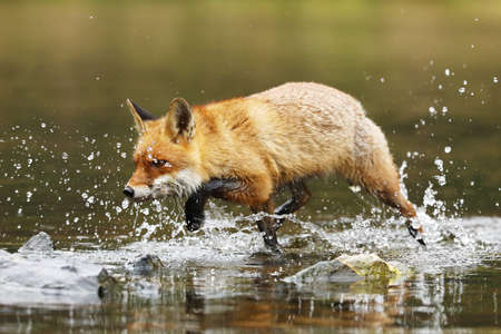 Red fox (Vulpes vulpes) catching fish in pond. Action scene in nature environment.の写真素材
