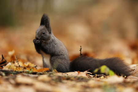 Red squirrel with long pointed ears in autumn scene . Wildlife in the forest. Squirrel sitting on the ground. Sciurus vulgarisの写真素材