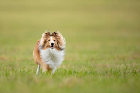 Shetland sheepdog(shelti) is running on the green meadow in summer dayの写真素材