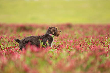 Rough-coated Bohemian Pointer is breed of versatile dog. Dog looking for catch in italian clover...