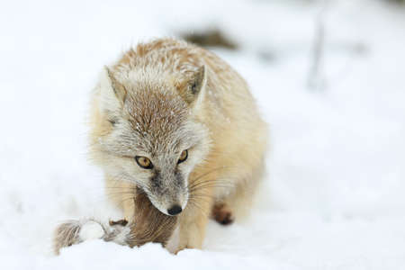 Corsac Fox, Vulpes corsac, in the nature habitat with prey, found in steppes, semi-deserts and...