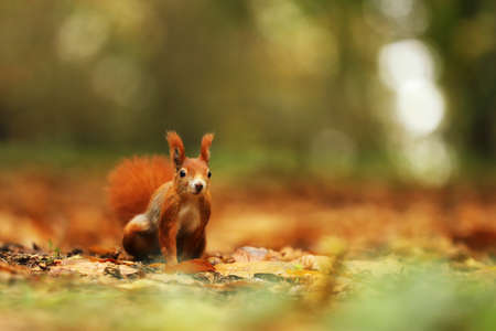 Close up of a cute Red Squirrel,  Sciurus vulgaris feeding on the ground. Taken in a forest in Czech...