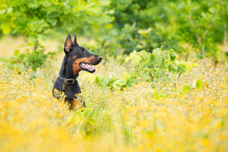 Portrait of dobermann pincher sitting in meadow with flowers in summer early morningの写真素材