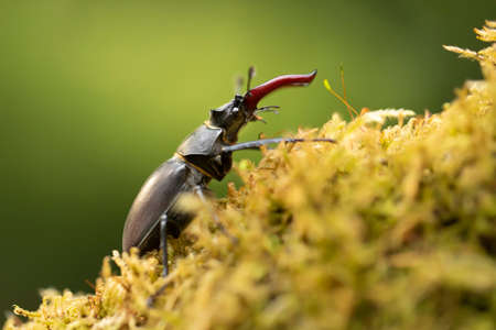 Male stag beetle, Lucanus cervus, with enlarge mandible on mossy tree, largest beetle in Europe