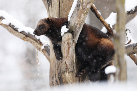 Wolverine (Gulo gulo) on tree branche in winter.  Wolverine in Finland tajga. Wildlife scene on snowの写真素材