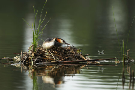 Great crested grebe incubating the nest and catching dragonfly, late spring time, bird in the nature...