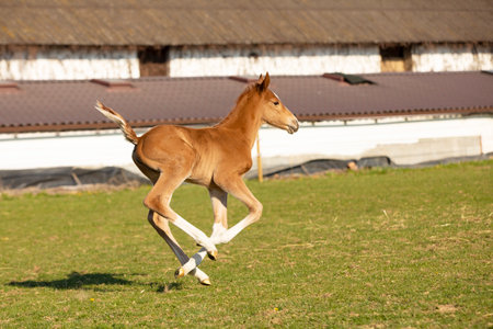 Newborn foal of sport horse galloping on pasture for the first time, breeding horse for showjumping, agricultural sceneの写真素材
