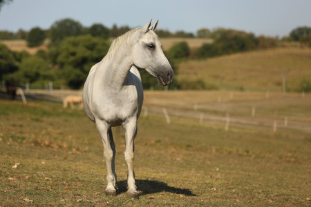 Lippezzaner mare. Purebred white mare on farm pasture. Summer hot dayの写真素材