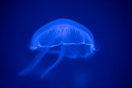 Moon jellyfish, in sea water. Jellyfish in nature ocean habitat. Water floating bell medusa from...