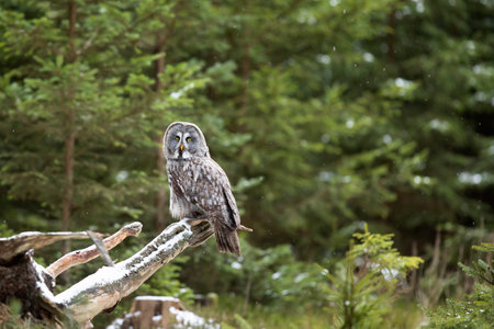 Great grey owl, Strix nebulosa, bird hunting in the forest. Owl sitting on old tree trunk with forest in backgroundの写真素材