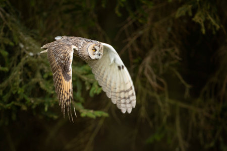 Long-eared owl fly with background light in a feather. Asio otus. Short time with frozen wings position. Wildlife scene from natureの写真素材