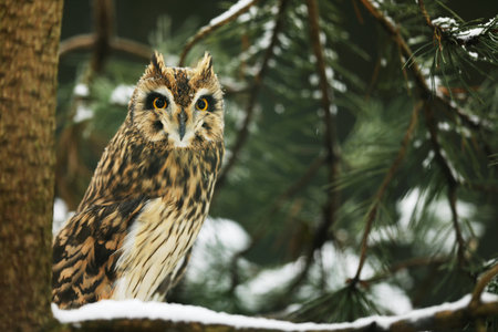 Short-eared Owl, Asio flammeus, sitting on branch the spruce tree. Owl in winter forest.. Wildlife scene from the nature habitat.の写真素材