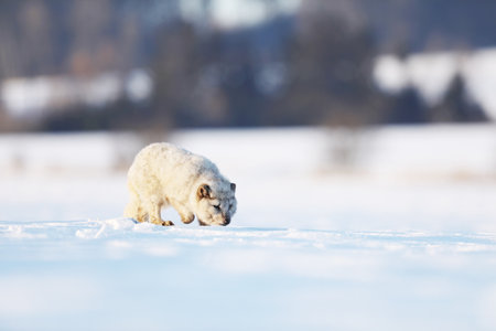 Arctic fox, beautiful animal in snow. Sniffing polar fox. Wildlife action scene from nature, Vulpes lagopus, Svalbard, Norwayの写真素材
