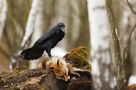 Black common raven, corvus corax, approaching dead red fox laying on the stone. Wild bird with dark feathers and massive beak in forestの写真素材