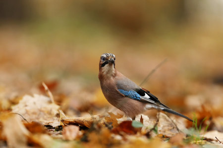 Beautiful portrait of the Eurasian jay, Garrulus glandarius. A bird sits in a deep forest. Wildlife scene from Czech republic.の写真素材