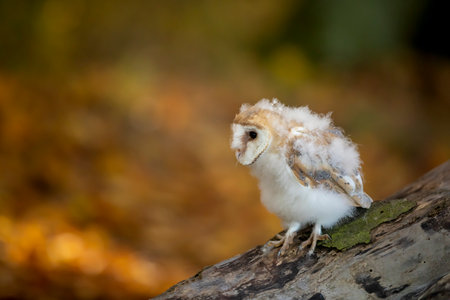 Towards evening with bird. Nesting of Barn owl sitting near tree trunk at the evening with nice light near the nest hole. Wildlife scene from nature.の写真素材