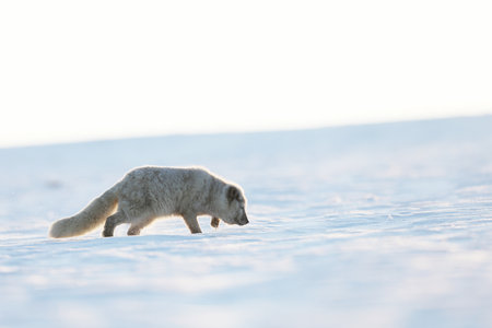 Arctic fox, beautiful animal in snow. Sniffing polar fox. Wildlife action scene from nature, Vulpes lagopus, Svalbard, Norwayの写真素材