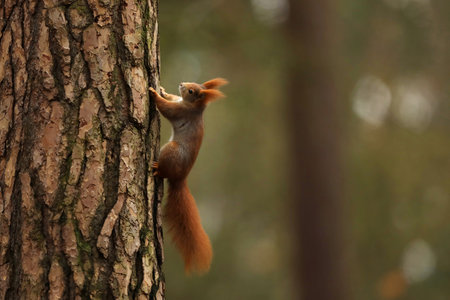 Cute red squirrel (Sciurur vulgaris) climbing on tree trunk bark in autumn forest. Photo with nice blured colors in background.の写真素材