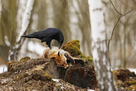 Black common raven, corvus corax, approaching dead red fox laying on the stone. Wild bird with dark...
