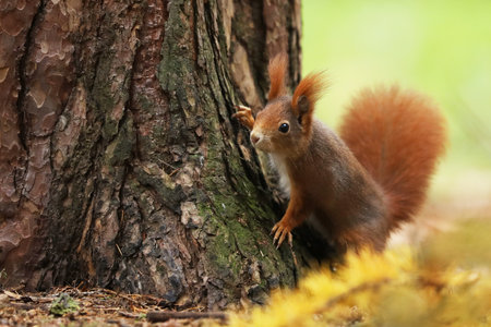 Cute red squirrel (Sciurur vulgaris) climbing on tree trunk bark in autumn forest. Photo with nice...
