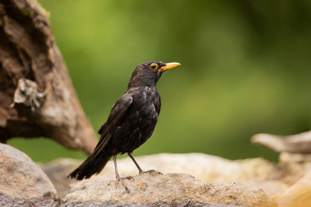 Common eurasian blactbird (Turdus merula) in nature habitat. Passerine bird on branch with green...