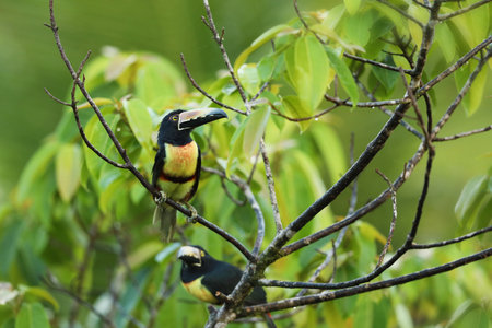 Collared Aracari, Pteroglossus torquatus, bird with big bill. Toucan sitting on the nice branch in the forest, Boca Tapada, Costa.の写真素材