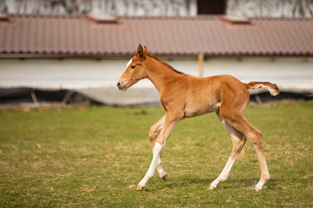 Three days old foal first time on green grass, running on meadow, horse farm sceneの写真素材
