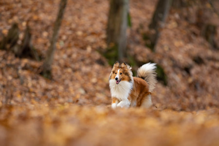 Reddish shetland sheepdog puppy is running on the autumn forest. Shetland collie or sheltie. Cute animal. Purebreed dog.の写真素材