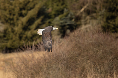Bald Eagle, Haliaeetus leucocephalus, flying bird of prey against autumn background, yellow grass...